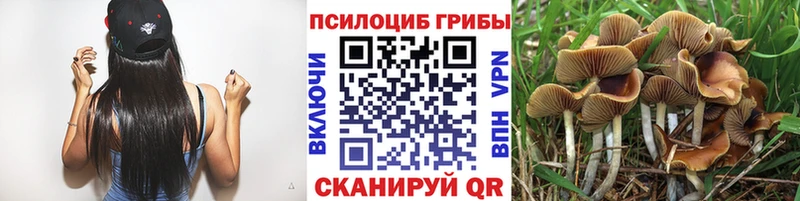 Купить где  Кыштым  Псилоцибиновые грибы Psilocybe 